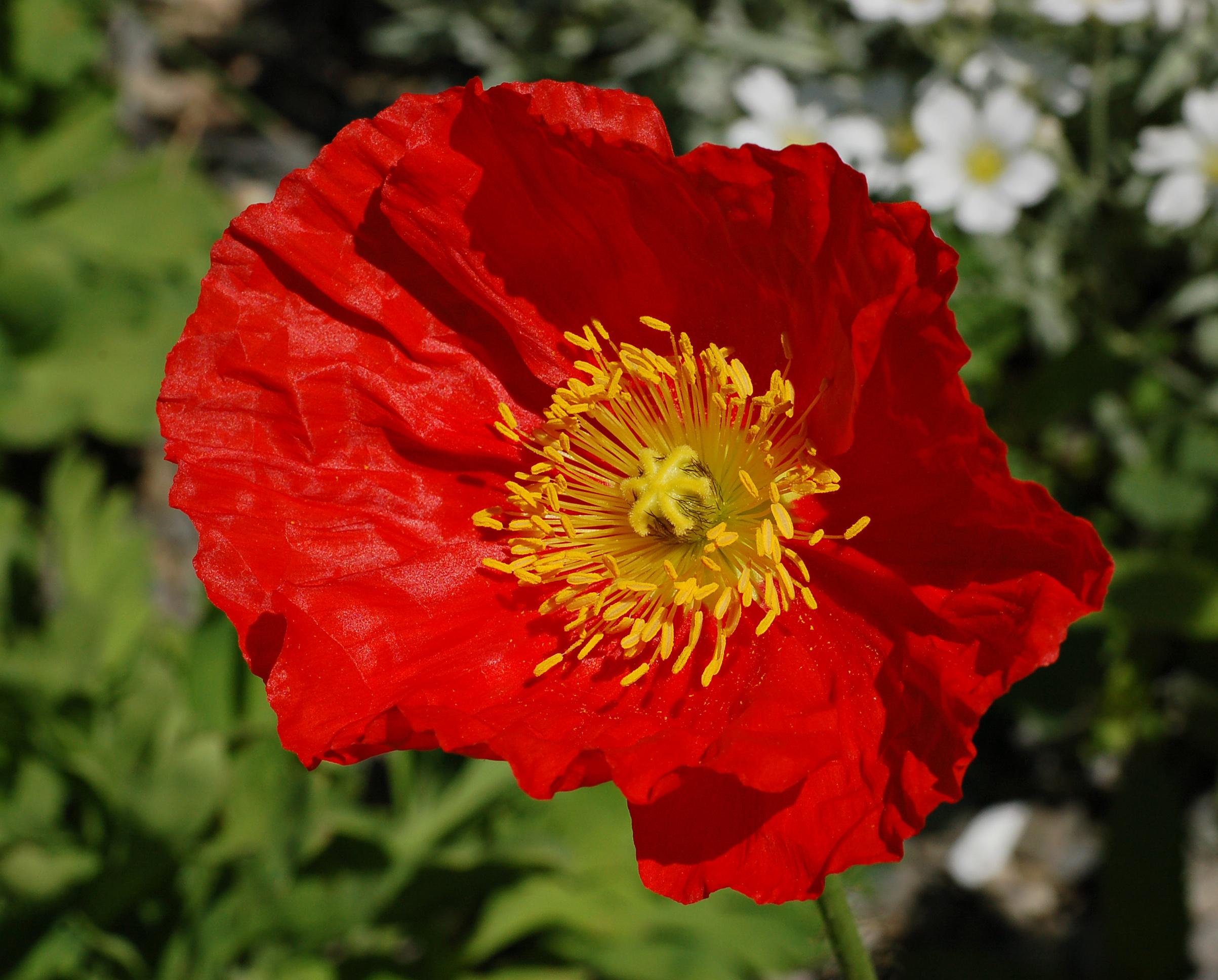 Red flower with yellow stigma and stamen, yellow-brown style and green stems.