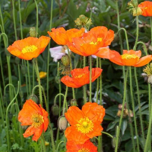 Orange flowers with yellow stamens, yellow center, green buds, leaves and lime stems