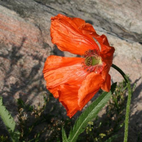 orange flower with black-white stamens, green center, green leaves and stems