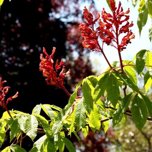 red flowers and buds with lime-green leaves on red-brown petioles and stems