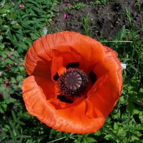 Red flower with black center, dark-brown stigma, brown-white anthers. green leaves and stems.