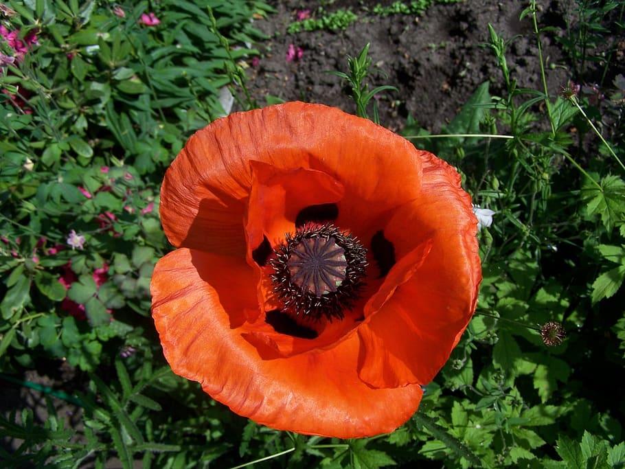 Red flower with black center, dark-brown stigma, brown-white anthers. green leaves and stems.