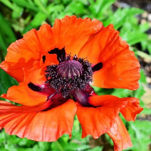 Red flower with purple center, stigma, purple-white anthers,