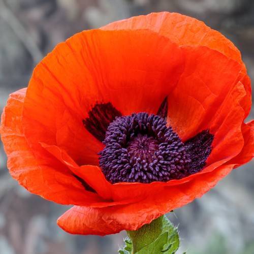orange flowers with purple center, lime foliage and stems
