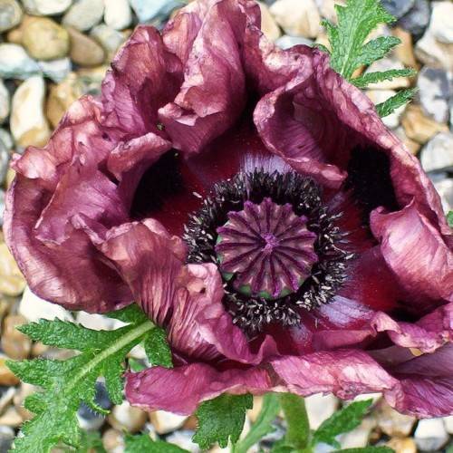 pale-pink flower with black-purple center, green leaves and stems