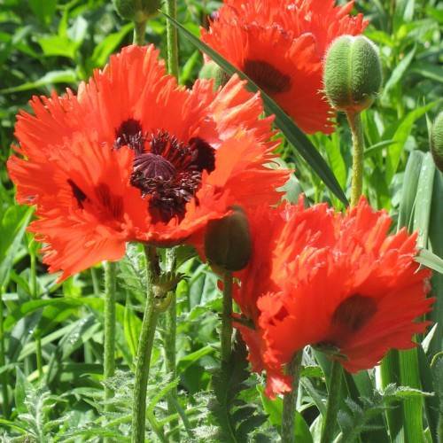 shiny, coral, ruffled flowers with violet tints, violet stamens, green, hairy buds, and green, hairy stems