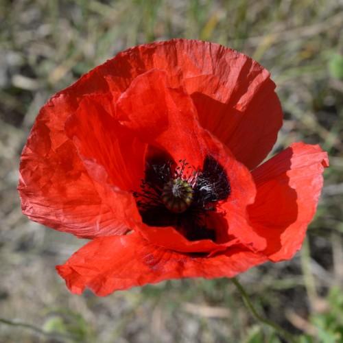 Red flower with black center, stigma, lime-green style, black stamen and green stems.