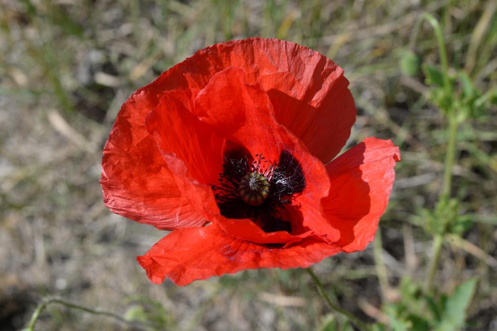 Red flower with black center, stigma, lime-green style, black stamen and green stems.