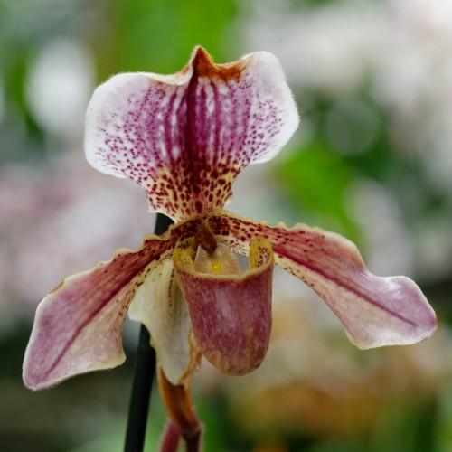 Magenta-white flower with magenta-yellow center and black stem.