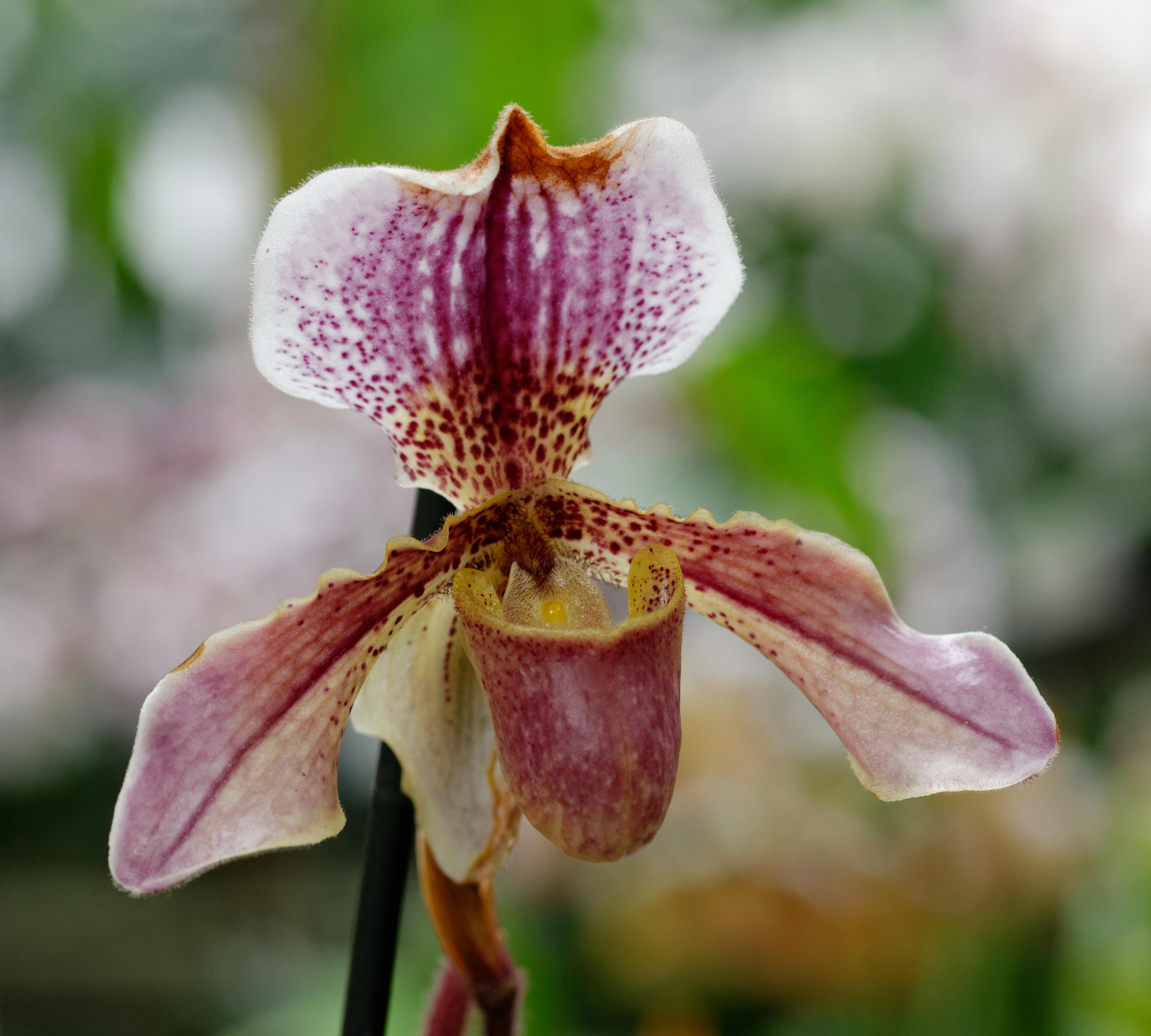 Magenta-white flower with magenta-yellow center and black stem.