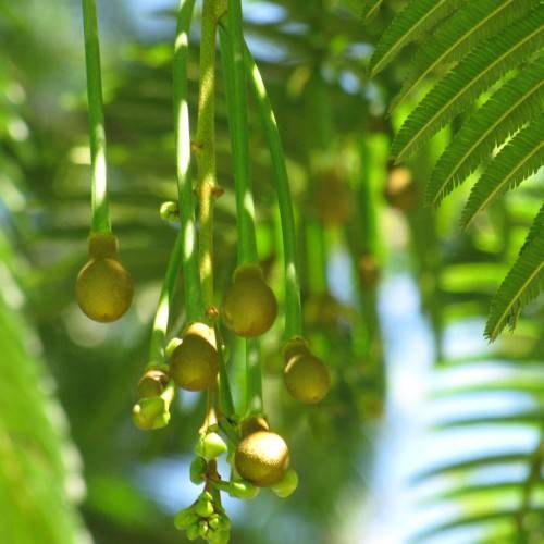 round, yellowish-green, rough pods with green, slender stems