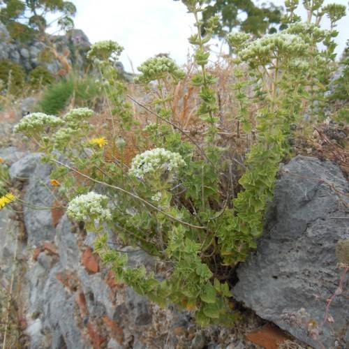clusters of small, white flowers with sheen-green leaves and creamy-brown stems