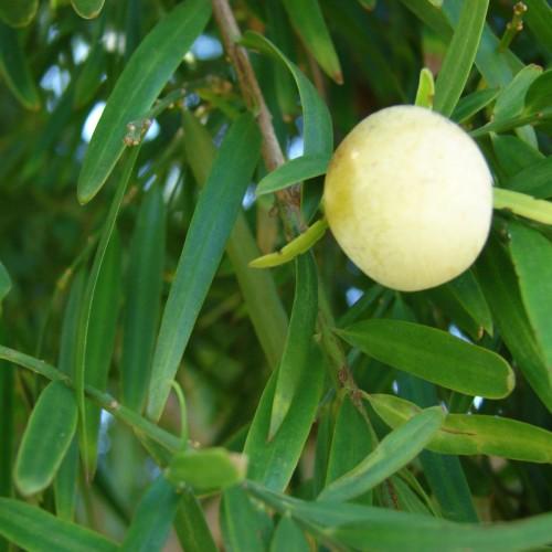a yellow fruit with green leaves and green-brown branches