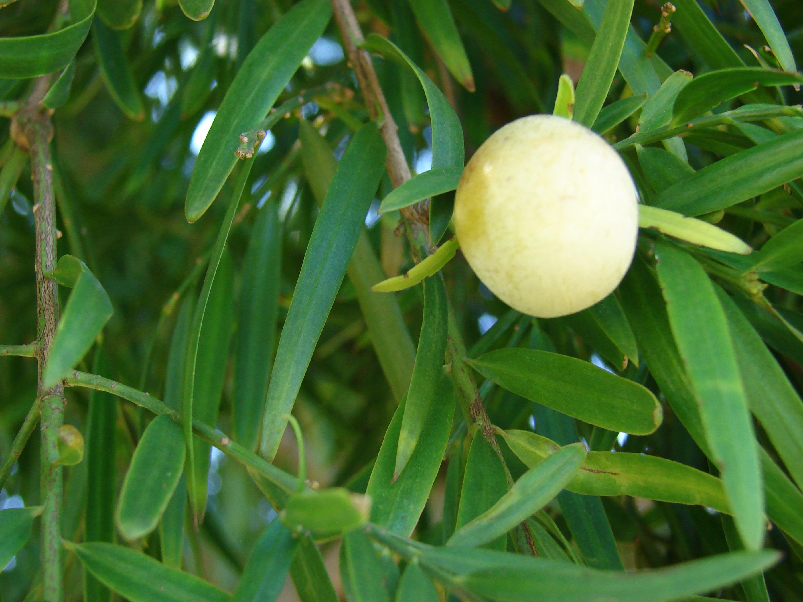 a yellow fruit with green leaves and green-brown branches