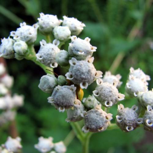 White flowers with brown anthers, lime-yellow buds, white hair, lime petiole and stems.