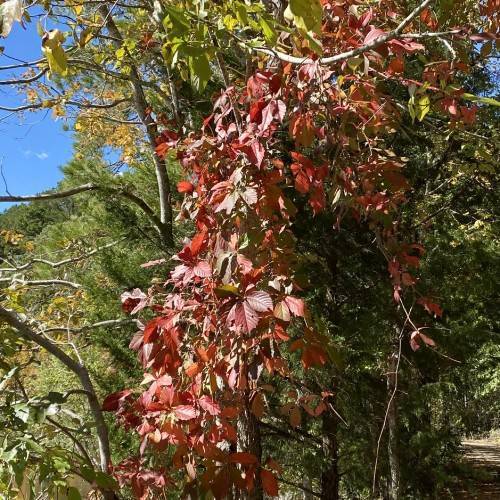 reddish-brown, shiny, compound leaves with serrated edges