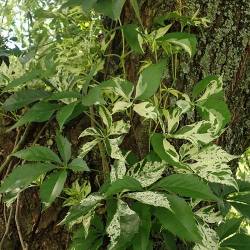 Compound, palmate, green leaves with creamy-white tints, serrated edges, and light-green stem