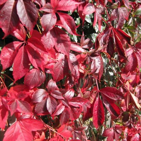 Compound, palmate, deep-red, shiny leaves with serrated edges, and red stem