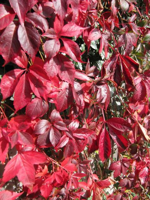 Compound, palmate, deep-red, shiny leaves with serrated edges, and red stem