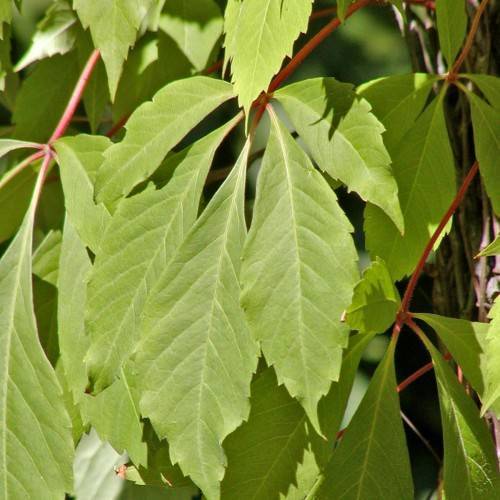 ovate, green, serrated leaves with red, feathery stems