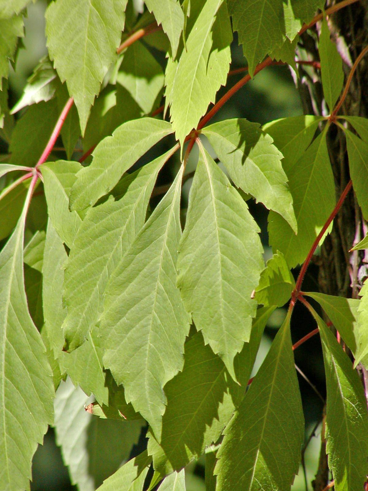 ovate, green, serrated leaves with red, feathery stems 