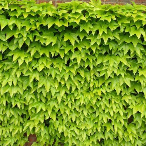 Lime-green leaves.