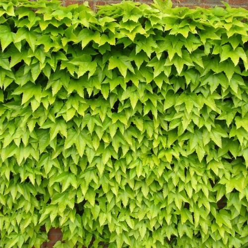 glossy, lime-green, three-lobed leaves