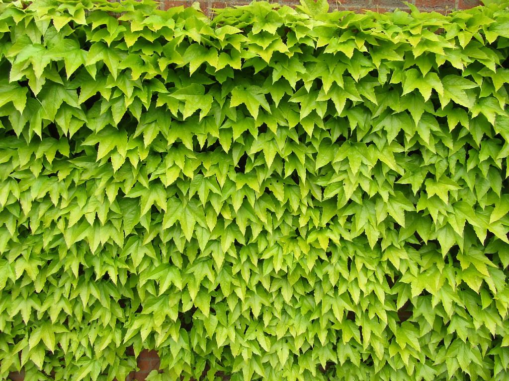  glossy, lime-green, three-lobed leaves