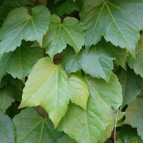 large, glossy, green, three-lobed leaves