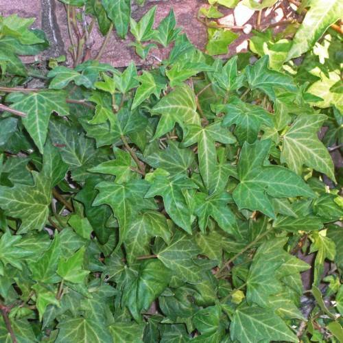 three-lobed, green, leaves with creamy midribs, and purplish-green stems