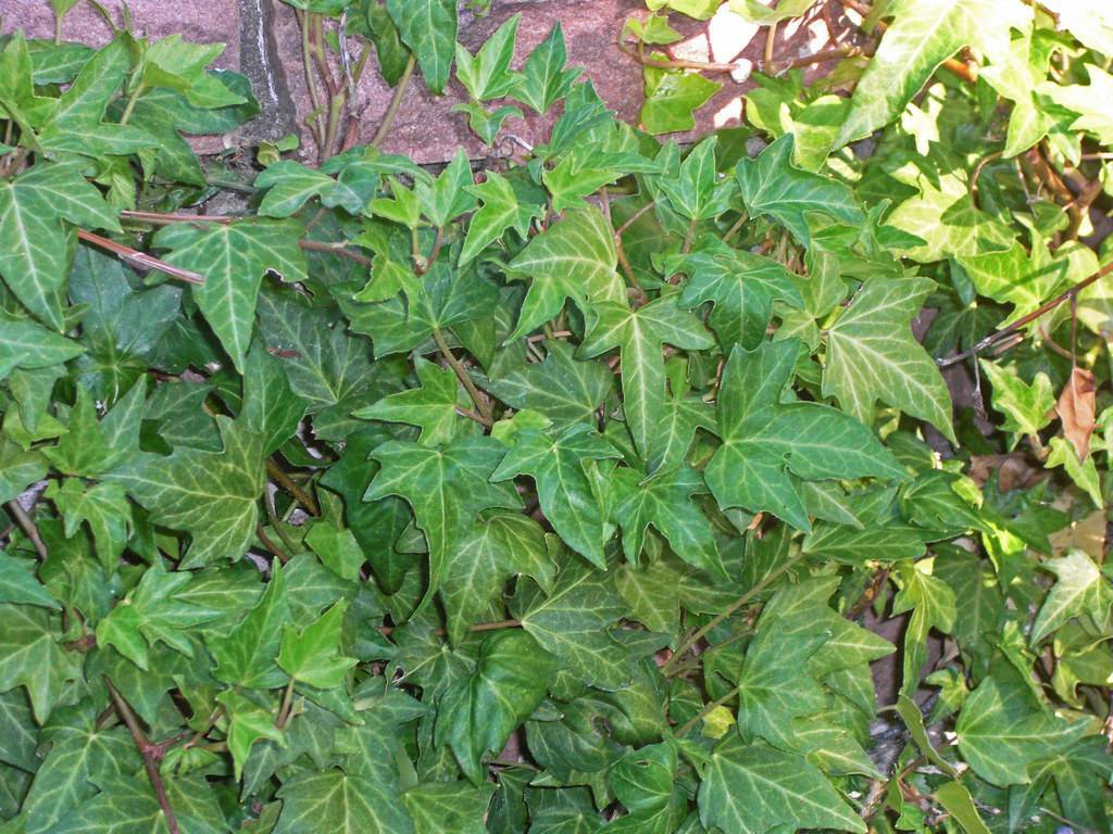 three-lobed, green, leaves with creamy midribs, and purplish-green stems