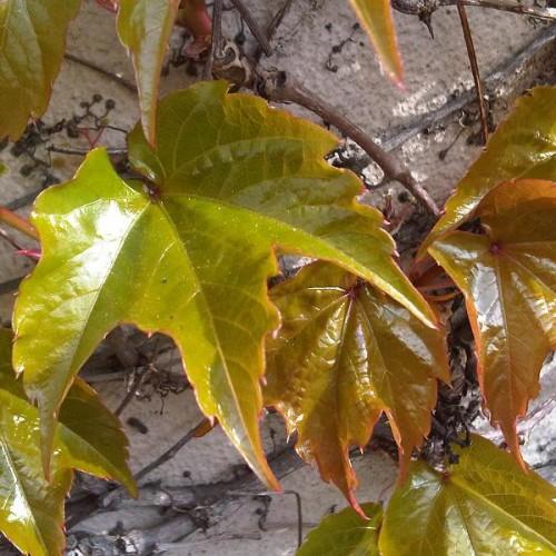 Green-brown leaves, yellow midrib and veins, brown stems and brown blades