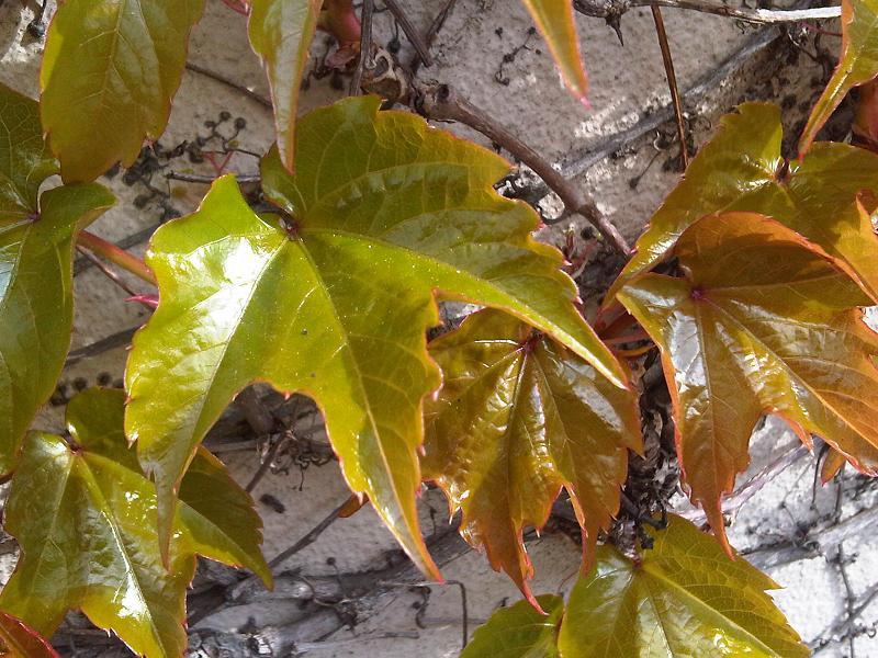 Green-brown leaves, yellow midrib and veins, brown stems and brown blades