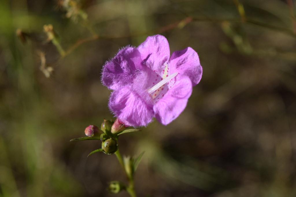 Beautiful lone purple-pink flower growing over green stem along with green-pink buds.