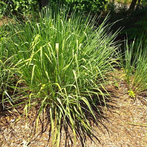 shiny, long, narrow, green, spiky blades