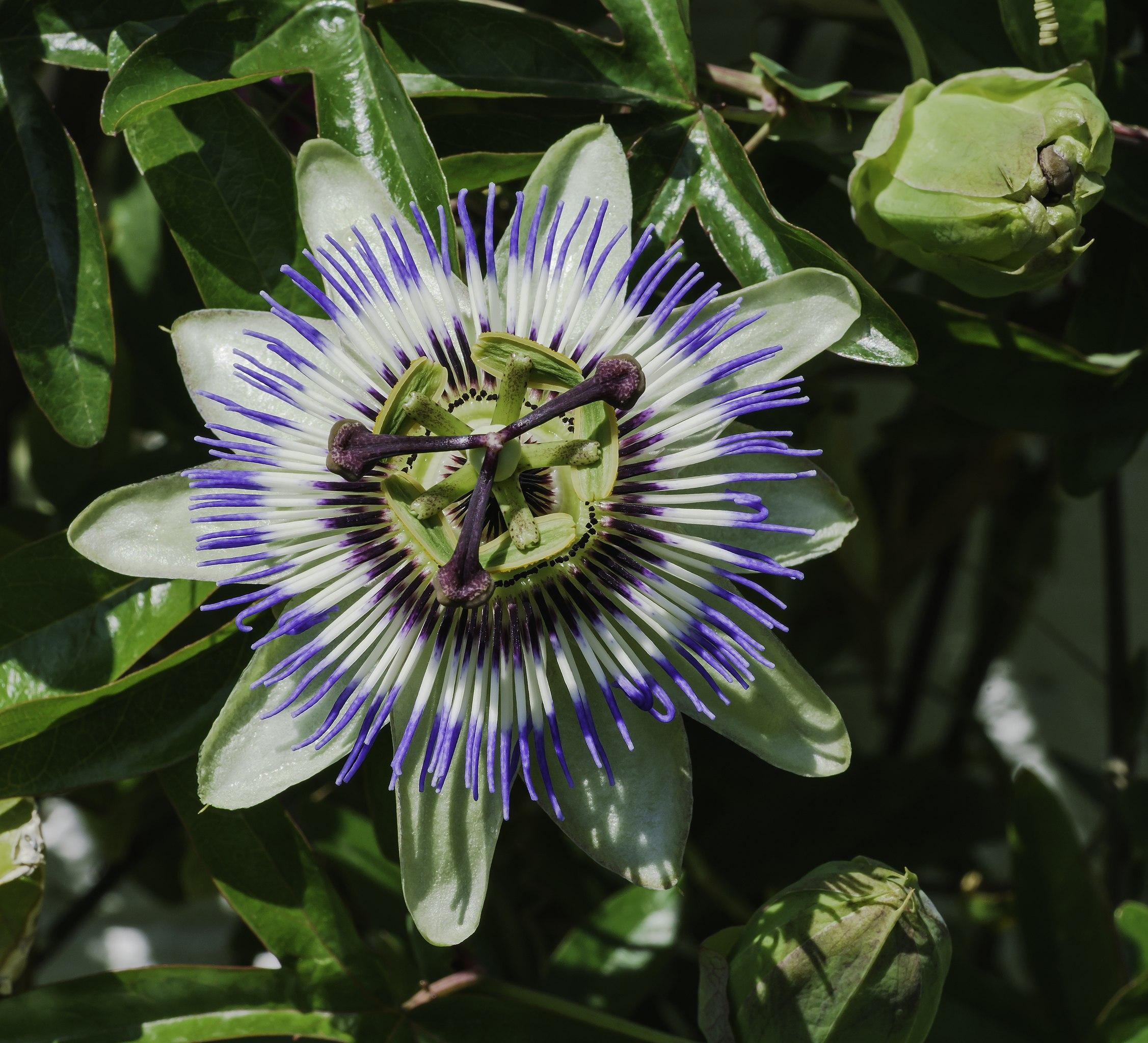Blue-white flower with dark-purple center, purple-white stigma, and style, , yellow midrib,  lime-green stamen, lime-green ovary, sepals, green buds and leaves