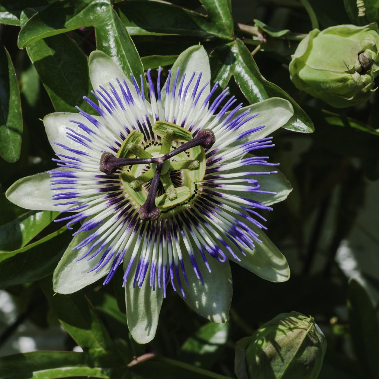 Passiflora caerulea Image