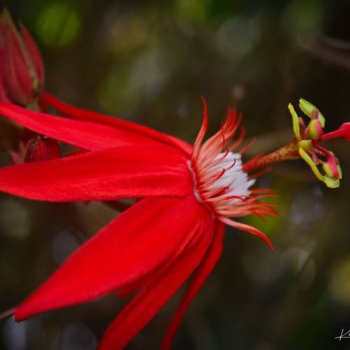 vibrant-red flower with red-white stamens, and red-green stigma