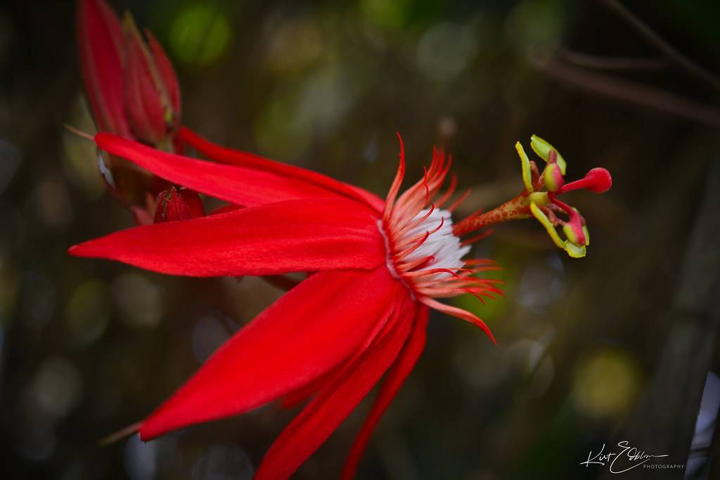 vibrant-red flower with red-white stamens, and red-green stigma