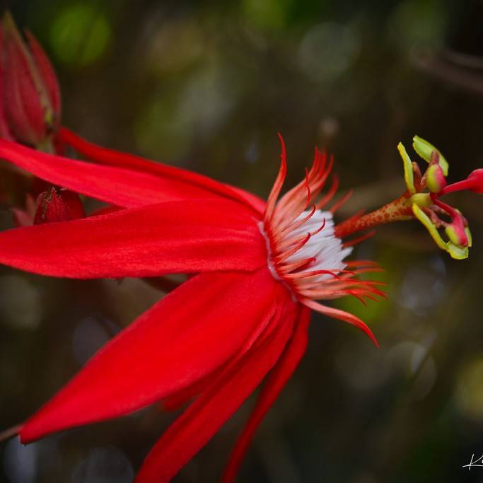 Passiflora coccinea Image
