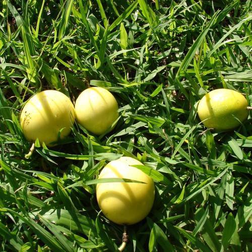 yellow, round, shiny fruits with green, grass-like leaves