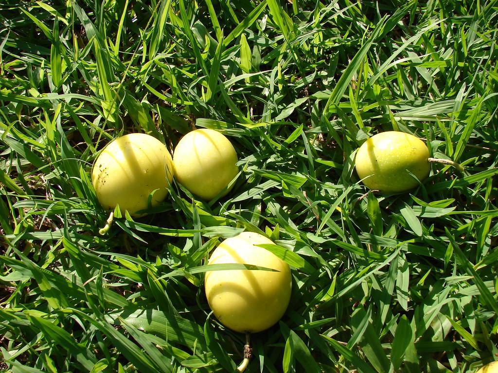 yellow, round, shiny fruits with green, grass-like leaves
