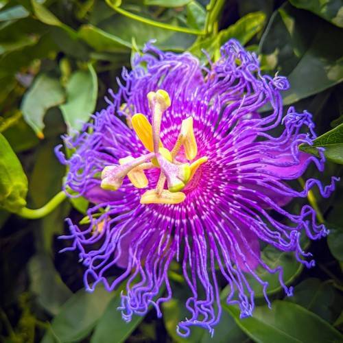purple, star-like flower with purple-yellow stigmas, long, purple-blue, ruffled corona filament