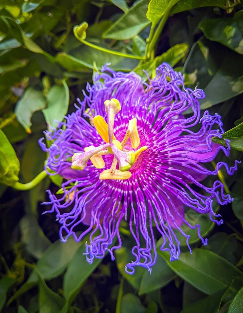 purple, star-like flower with purple-yellow stigmas, long, purple-blue, ruffled corona filament