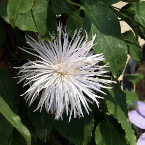white, pom-pom-like flower with dark-green, shiny, ovate leaves