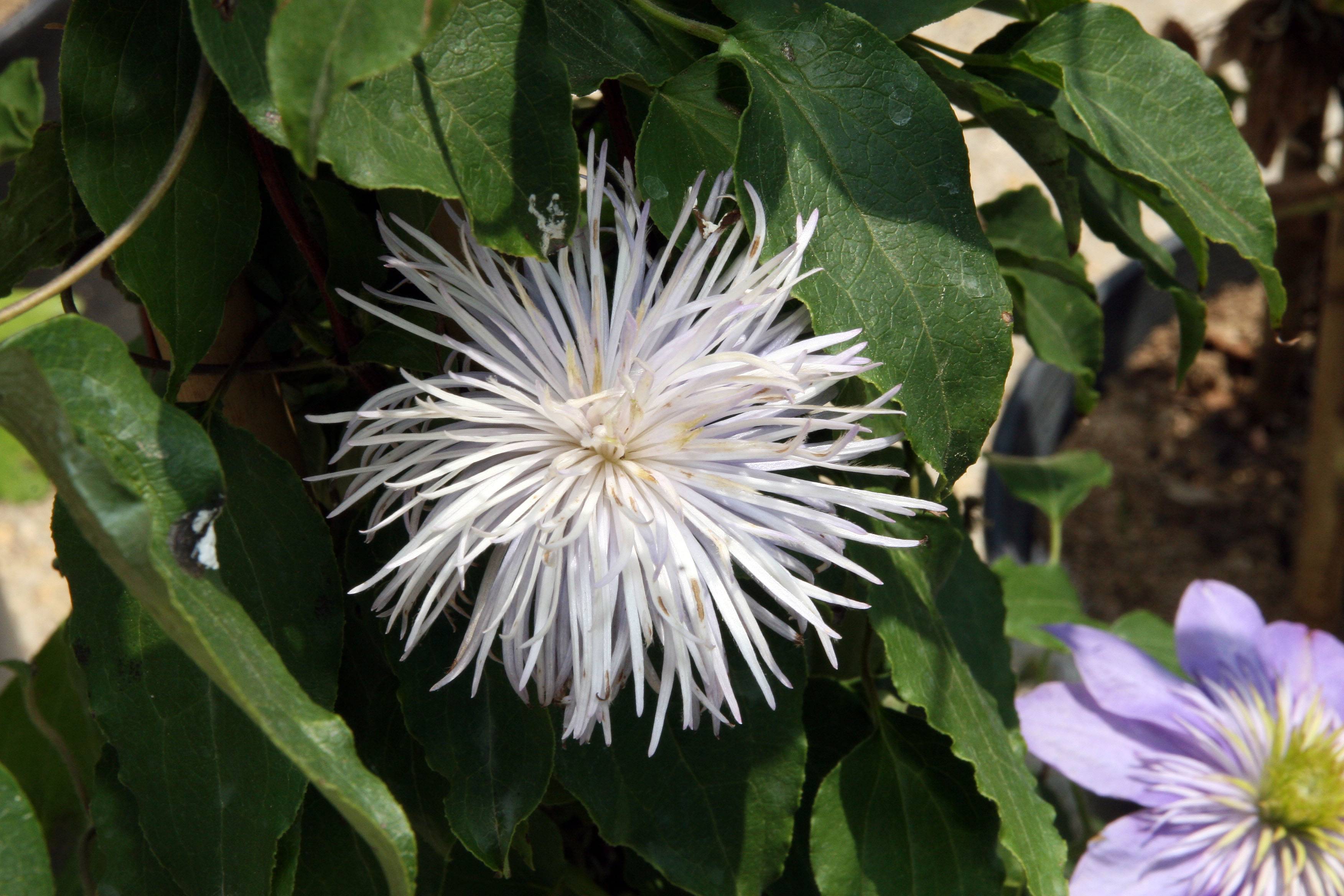 white, pom-pom-like flower with dark-green, shiny, ovate leaves