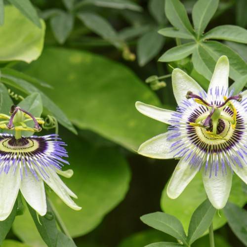 off-white, glossy flowers with violet-white-blue corona filaments, purple stigmas, yellow anthers, and green leaves