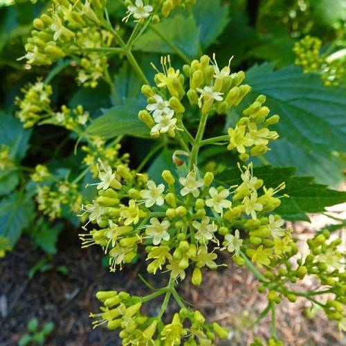 clusters of small, yellow-white flowers with yellow-green buds, green stems, and yellow-white, long stamens
