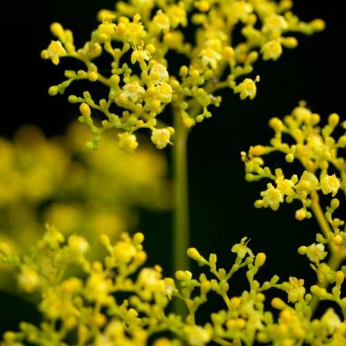 Yellow flowers with stigma, yellow style and stamen, lime-yellow petiole and stems