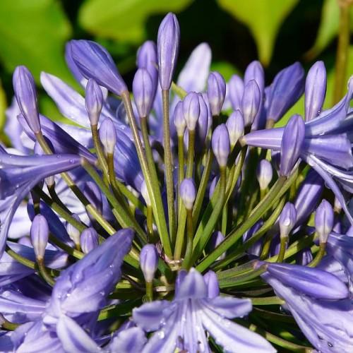 Indigo flowers with brown-lime pedicel.